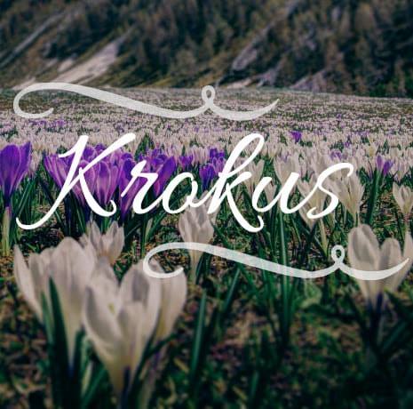 krokus